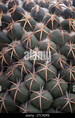 Chin cactus (Gymnocalycium sp.), Cactaceae. Ornamental succulent plant. rare cactus. globular shape. Stock Photo