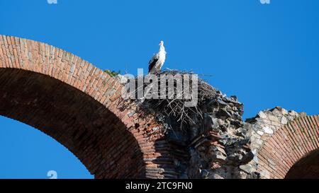 Stork in nest atop an ancient brick arch against a clear blue sky. Stock Photo