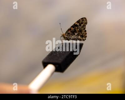 A person is holding a black spatula with a butterfly perched upon it Stock Photo