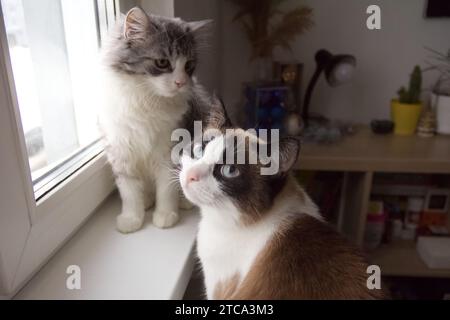 Two cute cats sitting on window sill. Friendship between two domestic cats. Close up photo Stock Photo