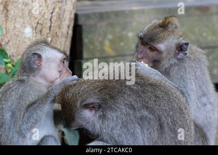 Three Macaque monkeys in Ubud, Bali, Indonesia. One eating; one scratching another's head. . Stock Photo