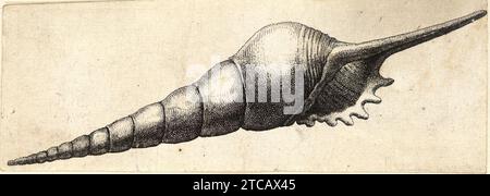 Wenceslas Hollar - Tibia fusus. Stock Photo