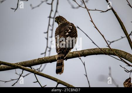 A closeup of a Cooper's Hawk perched on a barren tree branch Stock Photo