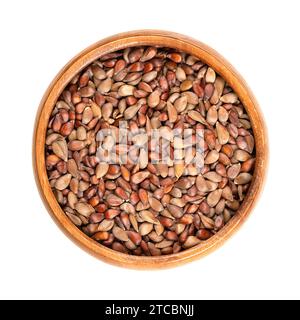Dried apple seeds in a wooden bowl. Brown seeds of apples from the genus Malus. Should not be eaten because of containing amygdalin and cyanide. Stock Photo