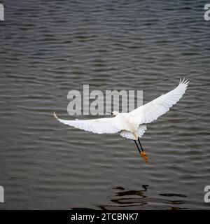 A great white egret (Ardea alba) soaring above a tranquil lake Stock Photo