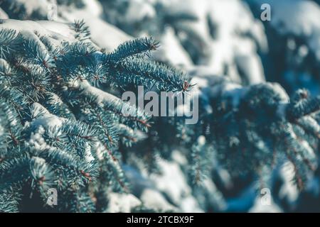 Branches of blue spruce in winter, covered with snow, background Stock Photo