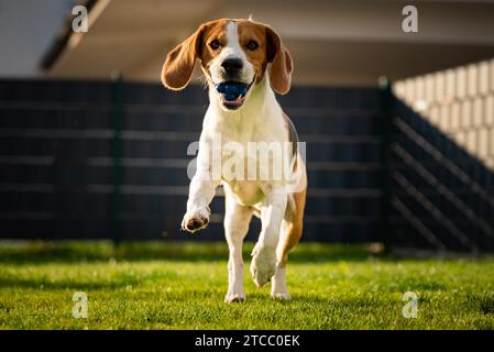 Dog Beagle with long floppy ears on a green meadow during spring, summer runs towards camera with ball. Background Stock Photo