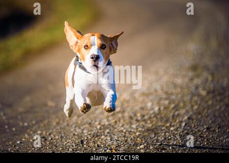 Dog Beagle running fast and jumping with tongue out on the rural path. Pet background Stock Photo