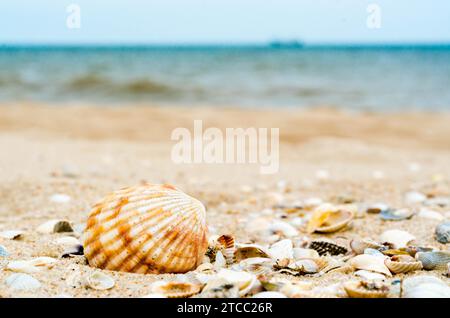Bright big striped shell with another little different shells in quartz sand against the blue sea and ships silhouette on the horizon Stock Photo