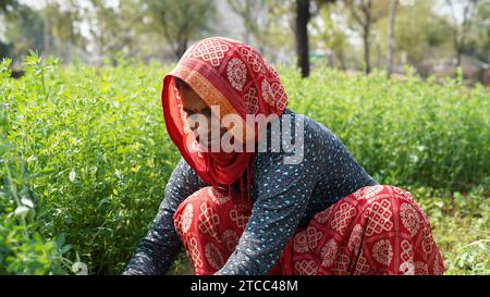 Asian farmer woman working in the field, cutting the grass to feed the cattle. Stock Photo