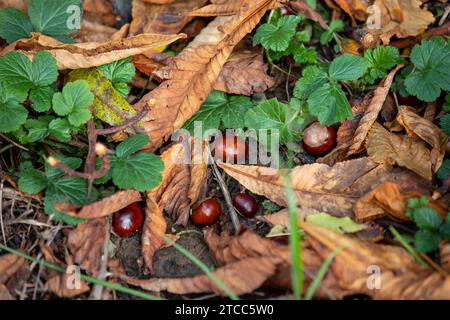 Small ripe horse chestnuts on the ground between colorful autumn leaves Stock Photo