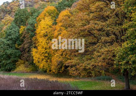 Forest with trees in different colored trees behind a meadow in autumn Stock Photo