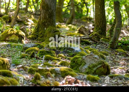 Forest floor with moss, stones and tree trunks covered with moss in Rhineland-Palatinate, Germany Stock Photo