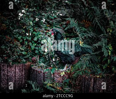 A white chicken stands perched atop a weathered tree stump in a lush, green jungle landscape Stock Photo