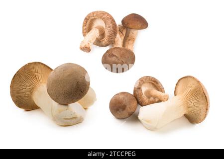 Fresh eringi mushrooms isolated on white  background. Stock Photo