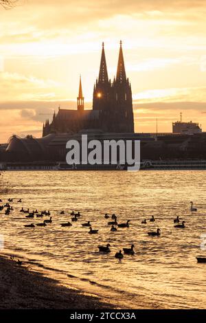 Canada geese on the Rhine, view to the cathedral, sunset, Cologne, Germany. Kanadagaense auf dem Rhein, Blick zum Dom, Sonnenuntergang, Koeln, Deutsch Stock Photo