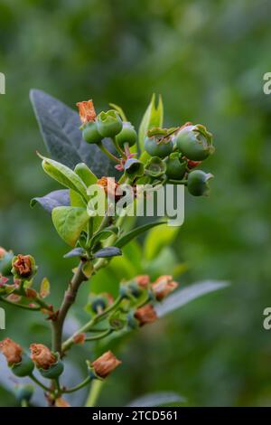 Green blueberries, Vaccinium corymbosum, ripening fruit on a blueberry bush, close-up view . Stock Photo