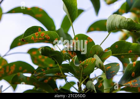 Pear leaves with pear rust infestation. Stock Photo