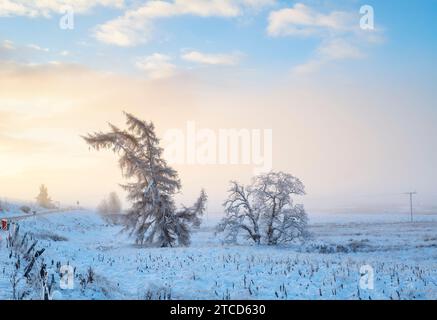 Larix and Betula Pendula. Larch and Silver Birch trees in fog and snow just after sunrise. Morayshire, Scotland Stock Photo