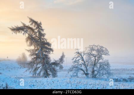 Larix and Betula Pendula. Larch and Silver Birch trees in fog and snow just after sunrise. Morayshire, Scotland Stock Photo