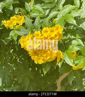 A close-up image of a vibrant yellow flowering plant in front of a backdrop of tall trees Stock Photo