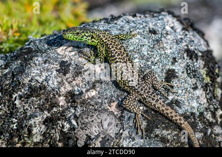 Male Iberian Rock Lizard (Iberolacerta monticola) standing on a rock covered with dark lichens, at Estrela Mountain, Portugal Stock Photo