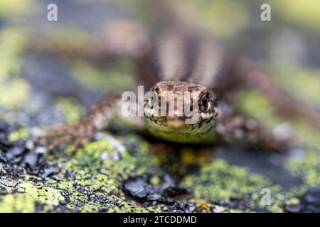 Female Iberian Rock Lizard (Iberolacerta monticola) standing on a rock covered with yellow lichens, at Estrela Mountain, Portugal Stock Photo