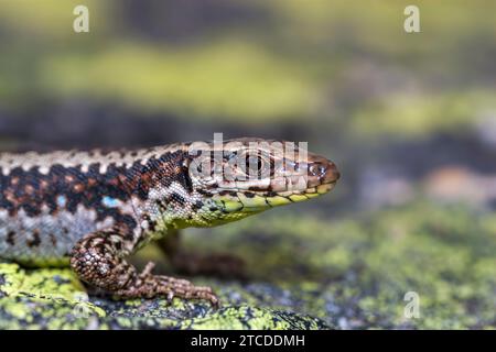 Female Iberian Rock Lizard (Iberolacerta monticola) standing on a rock covered with yellow lichens, at Estrela Mountain, Portugal Stock Photo