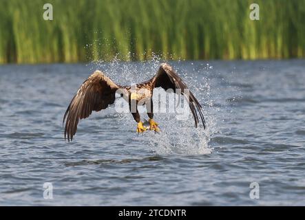 white-tailed sea eagle (Haliaeetus albicilla), catching a fish in flight, front view, Germany, Mecklenburg-Western Pomerania, Malchiner See Stock Photo