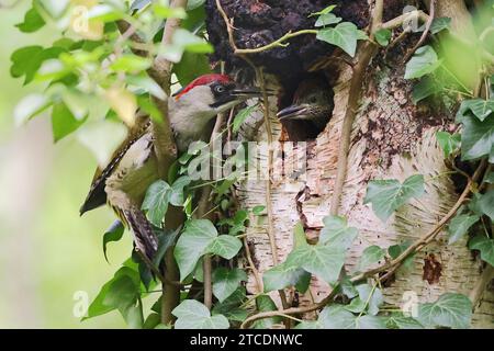 green woodpecker (Picus viridis), female feeding young bird, side view, Germany, Mecklenburg-Western Pomerania Stock Photo