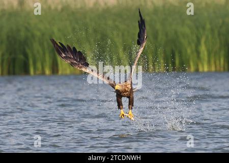 white-tailed sea eagle (Haliaeetus albicilla), catching a fish in flight, front view, Germany, Mecklenburg-Western Pomerania, Malchiner See Stock Photo