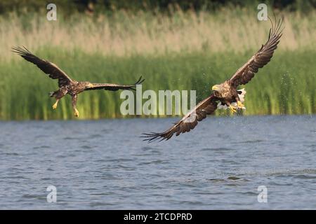 white-tailed sea eagle (Haliaeetus albicilla), two white-tailed eagles in hunting flight over the water, Germany, Mecklenburg-Western Pomerania, Stock Photo