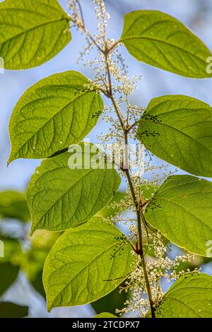 Japanese Knotweed (Fallopia japonica, Reynoutria japonica), blooming twig in backlight, Germany, North Rhine-Westphalia Stock Photo