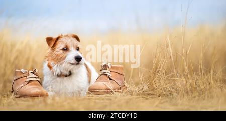 Cute happy dog smiling in the grass with shoes. Puppy training or travel, walking, hiking banner. Stock Photo