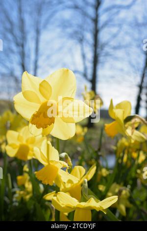 Narcissus February Gold, daffodil February Gold, early flowering daffodil, bright yellow blooms, darker yellow trumpets Stock Photo