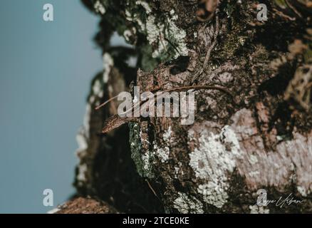 An iguana lizard perches on a smooth rocky surface and basks in the shade of an overhead tree Stock Photo