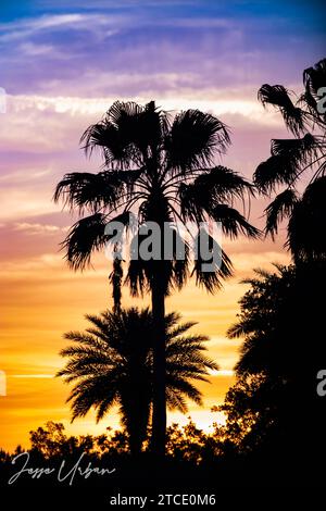 Three black silhouettes of palm trees against a vibrant orange and blue sunset sky Stock Photo