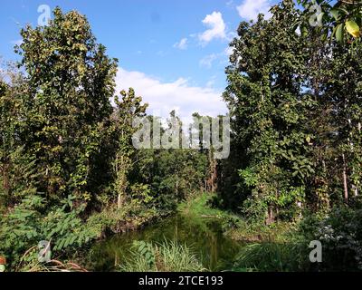 An outdoor area surrounded by a tranquil landscape of lush trees and vibrant bushes near a body of water Stock Photo