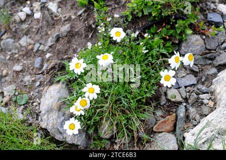 White buttons (Anacyclus clavatus) is an annual plant native to Mediterranean basin, specially in the western (Spain and northern Africa). This photo Stock Photo