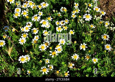 White buttons (Anacyclus clavatus) is an annual plant native to Mediterranean basin, specially in the western (Spain and northern Africa). This photo Stock Photo