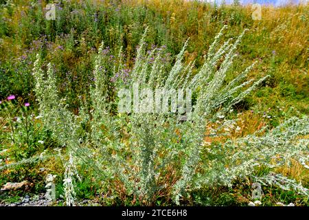 Absinthe or wormwood (Artemisia absinthium) is a medicinal perennial plant native to Eurasia and northern Africa. This photo was taken in Vall de Boi, Stock Photo