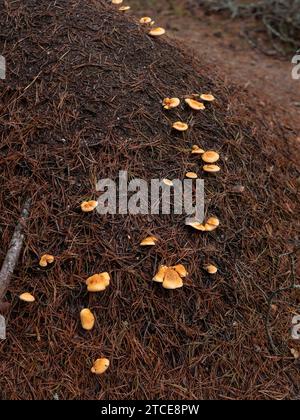 anthill in forest with mushrooms Stock Photo