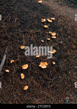 anthill in forest with mushrooms Stock Photo
