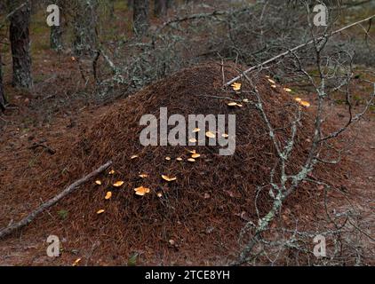 anthill in forest with mushrooms Stock Photo