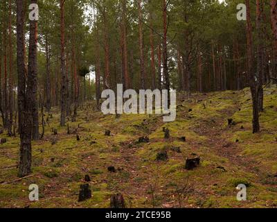 green autumn forest felled trees stumps Stock Photo