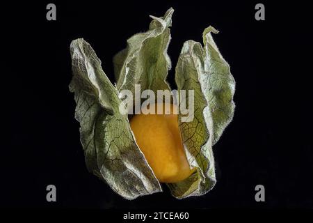 A close-up of a physalis fruit on a black background Stock Photo