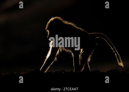 Silhouette of a monkey in a dark background. Hamadryas baboon, Papio hamadryas, The Asir Mountains, Saudi Arabia. Stock Photo