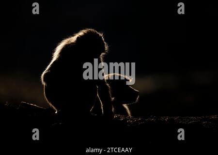 Silhouette of a monkey in a dark background. Hamadryas baboon, Papio hamadryas, The Asir Mountains, Saudi Arabia. Stock Photo