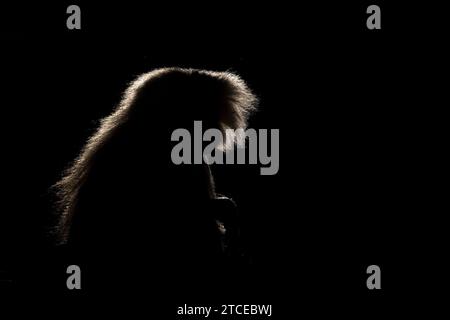 Silhouette of a monkey in a dark background. Hamadryas baboon, Papio hamadryas, The Asir Mountains, Saudi Arabia. Stock Photo