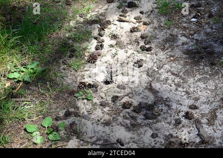 Dry pinecones spread out over a sandy surface in the Mechelse Heide national park Stock Photo